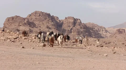 Herd of damascus goats goes to the camera Video stock 25877646