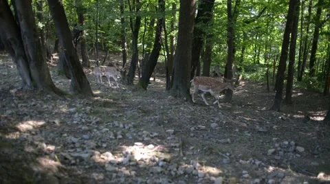 A Herd Of Dappled Deer go through forest Stock Footage 66278586