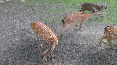 A Herd Of Dappled Deer at the Zoo Stock Footage 66278108
