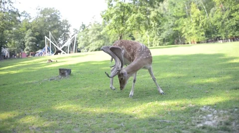 A Herd Of Dappled Deer at the Zoo Stock Footage 66278832