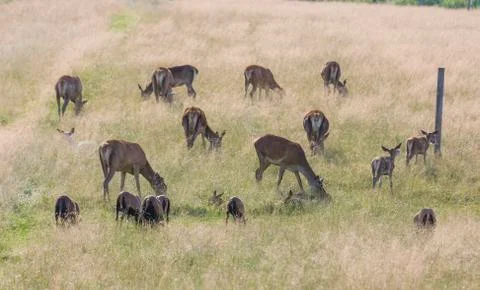 Herd of dear with calves Stock Photos