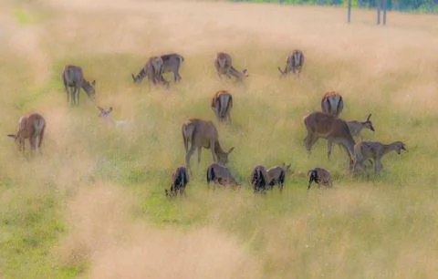 Herd of dear with calves Stock Photos