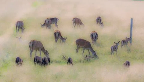 Herd of dear with calves Stock Photos