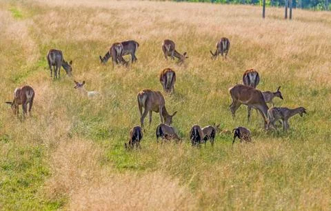Herd of dear with calves Stock Photos