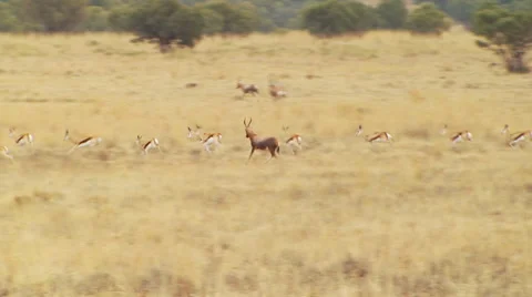 Herd of deer and antelope running in grassland Video stock 54590730