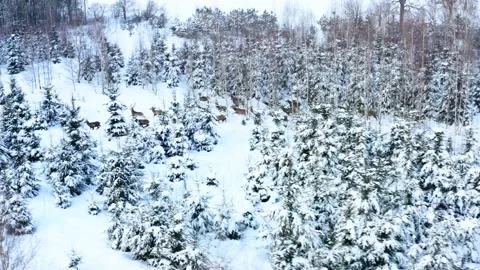 A herd of deer are running through the winter forest. Beautiful horned deer Stock Footage 167239559