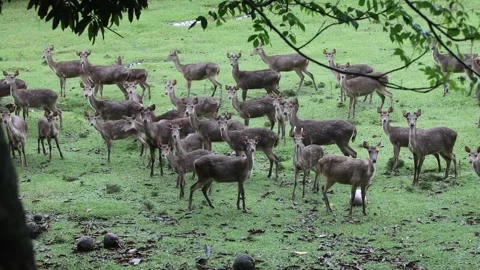 Herd of Deer in artificial habitat or Captive breeding Stock Footage 229373716