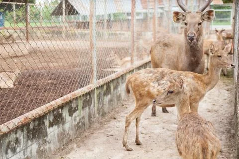 Herd of deer in a cage Stock Photos