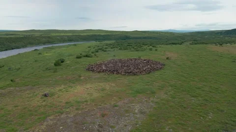 A herd of deer at the campground, 4k, 25fps. Stock Footage 254064211
