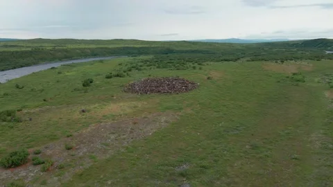 A herd of deer at the campground, 4k, 25fps. Stock Footage 254064256