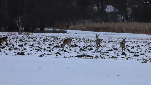 Herd of deer cautiously grazing in a snow-covered field during winter twilight Stock Footage 327133064