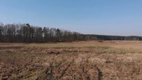 Herd of deer (Cervus elaphus) running through the meadow. Top views Stock Footage 196227529
