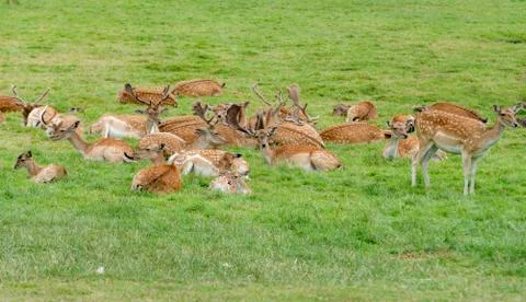 Herd of deer in a clearing Stockfoto's