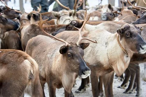 A herd of deer close-up in the forest in winter Stock Photos