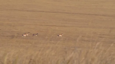 Herd of Deer Crossing a Dry Field Stock Footage 34174455