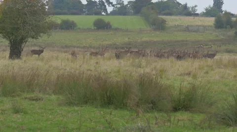 Herd of deer in deer park Stock Footage 43247957