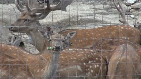 Herd of deer eating, animals in captivity, wild animals Stock Footage 32164832