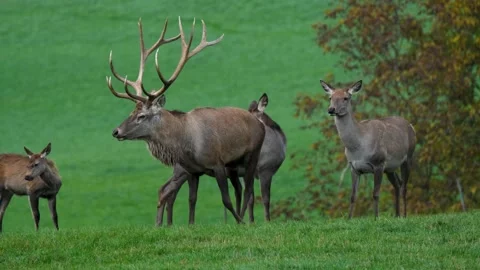 A herd of deer eating in the meadow Stock Footage 221670134