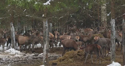 Herd of deer eating in a snowy forest during winter in the northern region Stock Footage 345842679