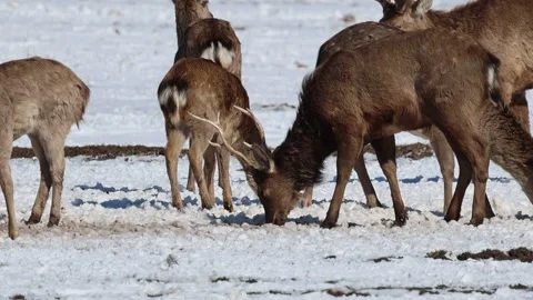 A herd of deer eats from the ground Stock Footage 242486635