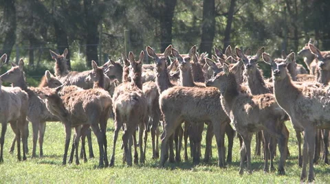 Herd of deer on farm Stock Footage 883596