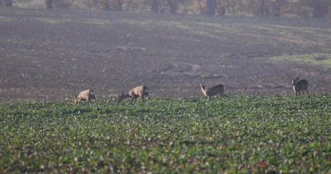 A herd of deer is feeding in crops, 4K slow motion Stock Footage 166564439