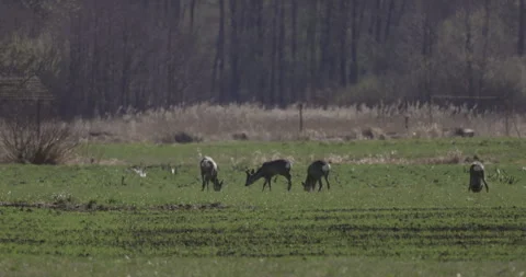 A herd of deer feeds on a spring field, 4K slow motion Stock Footage 306071637