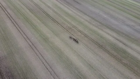 Herd of Deer in field Stock Footage 146752513