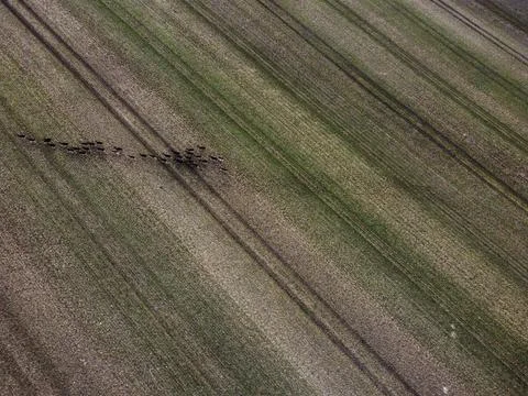Herd of Deer in field Stock Photos