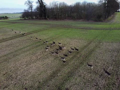 Herd of Deer in field Stock Photos