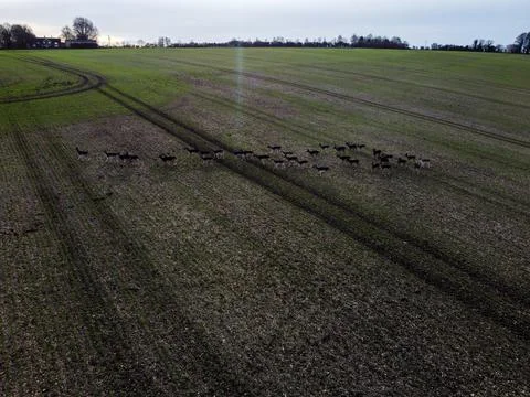 Herd of Deer in field Foto stock