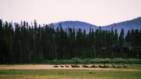Herd of Deer in Field Foto stock