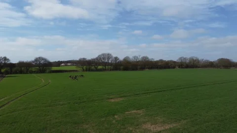 Herd of deer in field on sunny spring day from aerial point of view Stock Footage 331070932