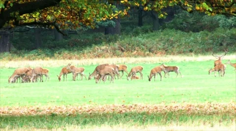 Herd of deer Stock Footage 8521367