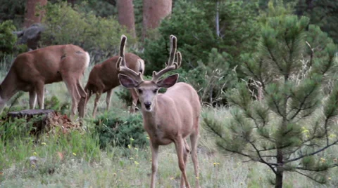 Herd of Deer Stock Footage 32301656