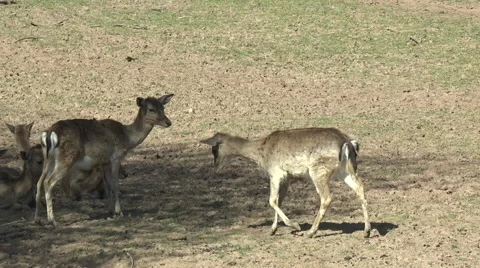 Herd of deer 스톡 동영상 51983678