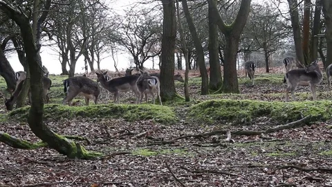 Herd of deer 스톡 동영상 87805682
