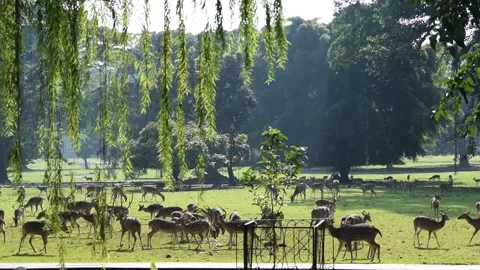 Herd of Deer Stock Footage 261935260