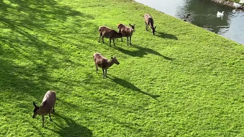 Herd of deer Stock Footage 313224230