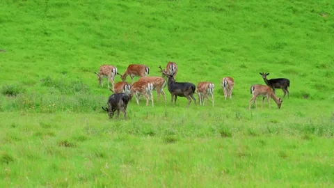 A herd of deer Stock Footage 314463814