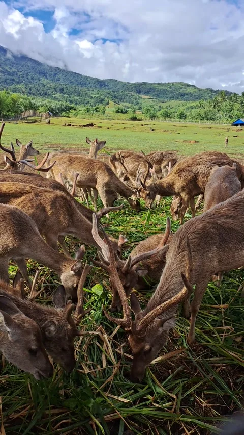 A herd of deer foraging Stock Footage 269272066