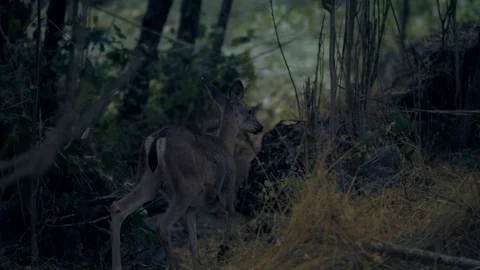 A herd of deer in the forest Stock Footage