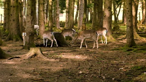 A herd of deer in the forest. Selective focus. Stock Footage 224692999