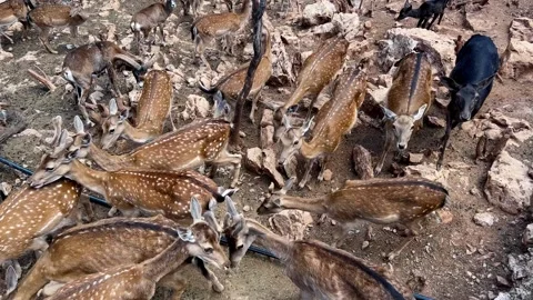 A herd of deer gracefully standing on a bedrock covered with fallen leaves Stock Footage 276658283
