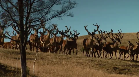 Herd of deer on grassland Stock Footage 55309648