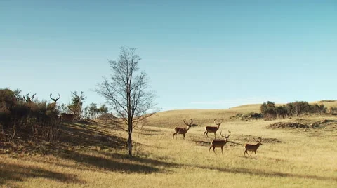 Herd of deer on grassland Stock Footage 55309689