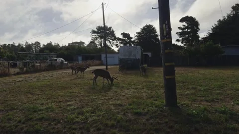 A herd of deer grazes in a grassy yard Vidéo 341073468