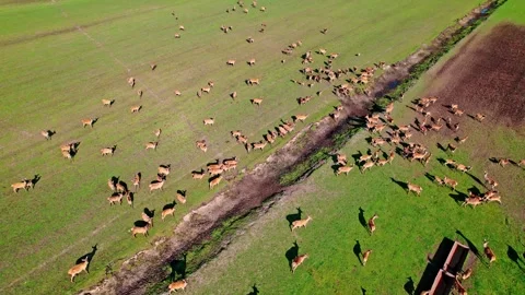 Herd of deer grazes on green fields captured from an aerial view Stock Footage 319547472