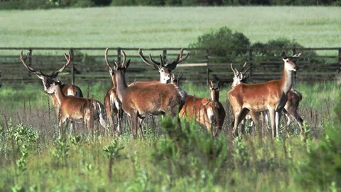 A herd of deer grazes on the lawn Stock Footage 157787722