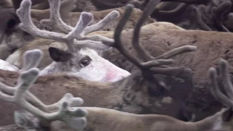 Herd of deer grazing, 4k, 25fps. Stock Footage 254061132
